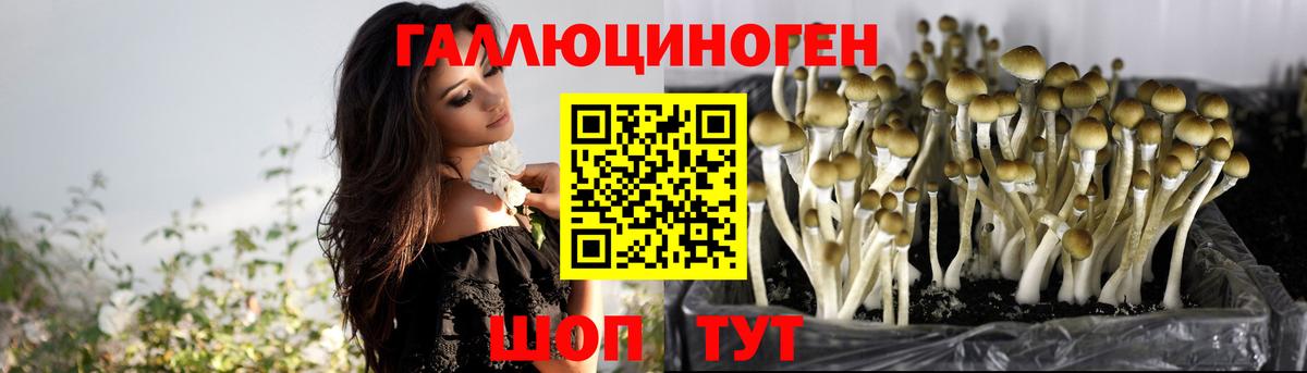 Псилоцибиновые грибы прущие грибы  где купить наркоту  Новороссийск  Вход с VPN  Псилоцибиновые грибы мицелий 
